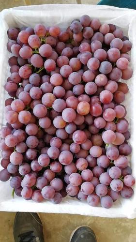 Nutrição de uvas vermelhas sem sementes