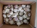 Hög kvalitet för fräsch normal vit vitlök