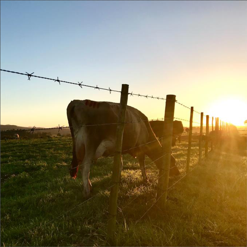 Galvanized Pvc Barbed Wire 17