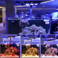 サンゴ礁の塩水LED水族館光