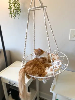 BODI Macrame Hanging Halo Pet Hammock Bed