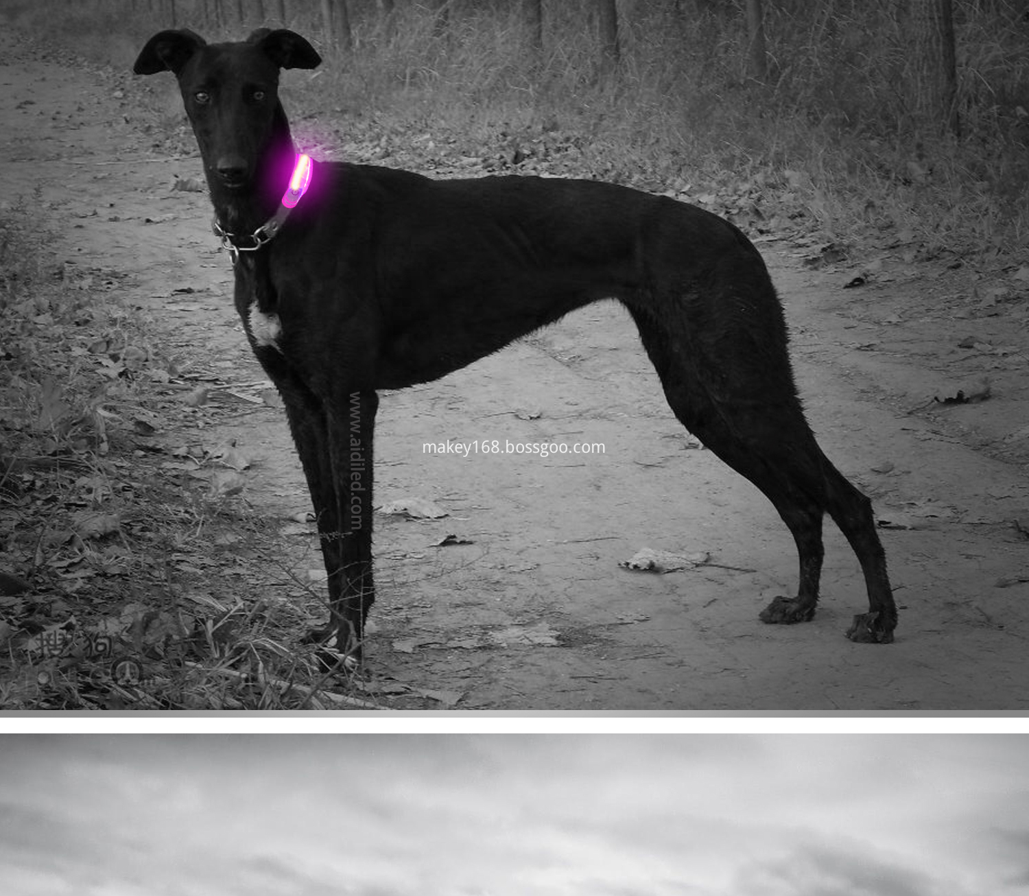 Pet Collar Led Lights