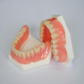 Modello di denti stampati in 3D