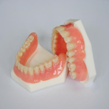 Modelo de dentes impressos 3D