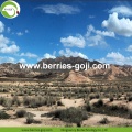 Factory Supply Fruit Υγιεινή άγρια ​​μαύρη Goji Berry