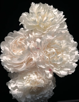 YangFei Taking A Bath White Peony