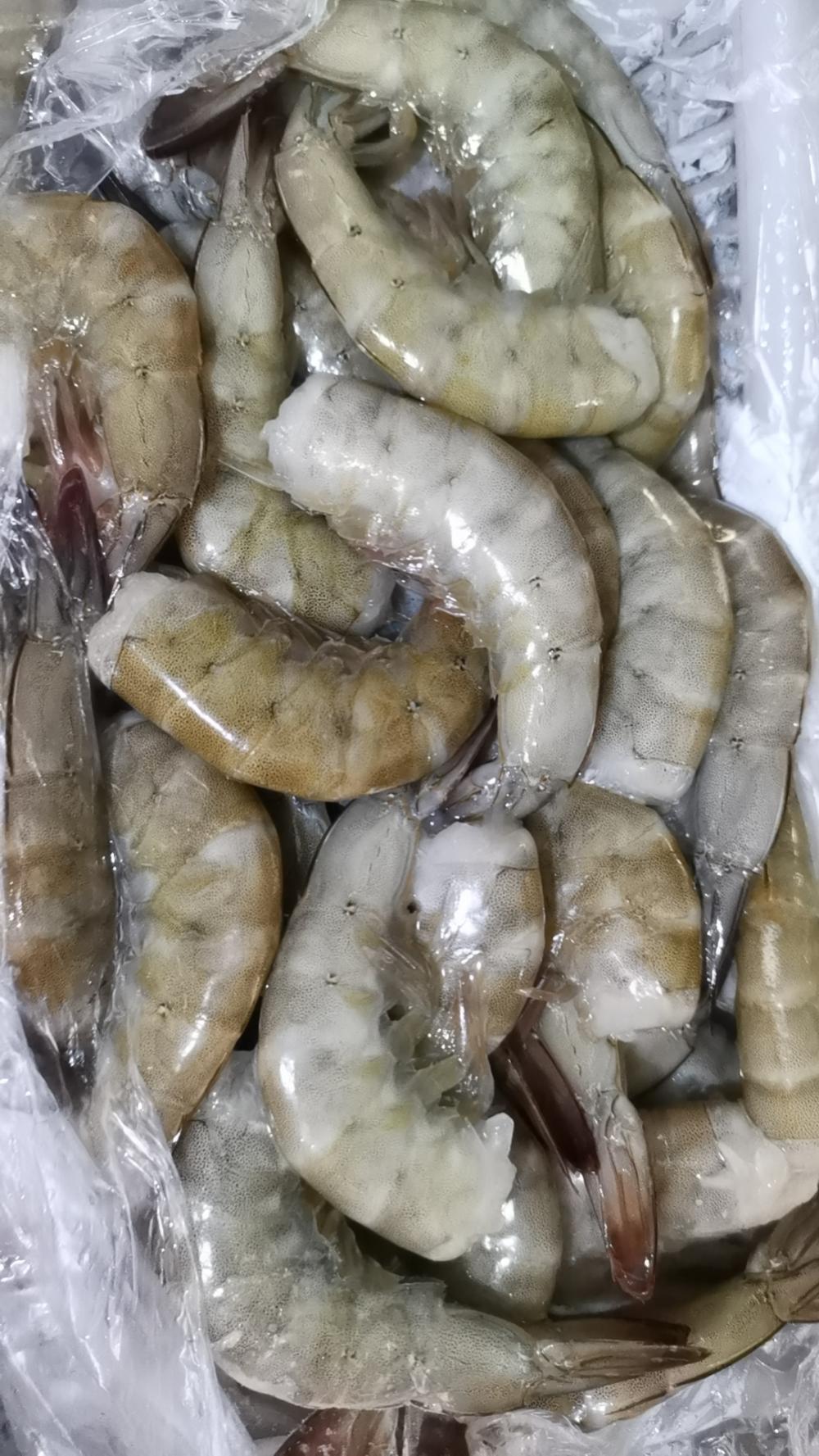16 20 Vannami Shrimp