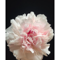 হালকা গোলাপী Wanxia Peony ফুল