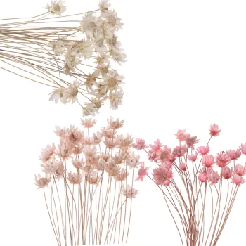 Decorative Dried Flowers Mini Daisy Small Star Flowers Bouquet Natural Plants preserve Floral for Wedding Home Decoration