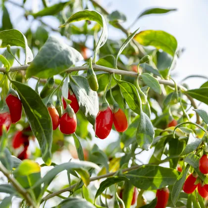 Red Power QIZITO Healthycare Healthycare Food Certificated Zhongning Free Sample Goji