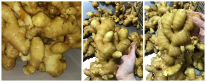 Fresh Ginger in Mesh Bag Pack Fresh Vegetables