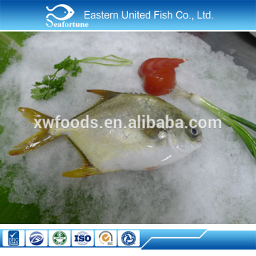 china seafood export frozen golden pompano