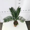 Good Living Plant Pricelists Cycas revoluta 110# B factory Supplier