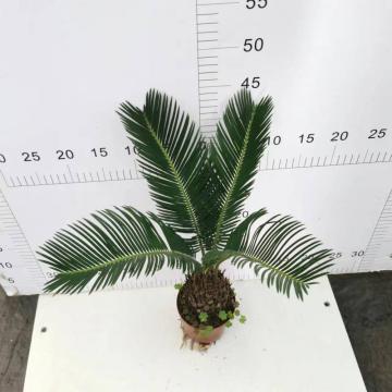 Cycas Revoluta 110# B โรงงาน