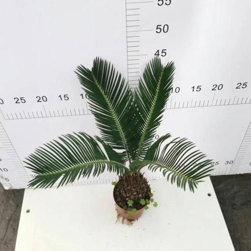 Outdoor Natural Plants Price Cycas revoluta 110# B factory Factory