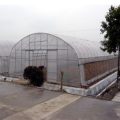 Single Span Plastic Film Greenhouse