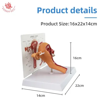 Life Size Female Uterus Anatomical Model for Teaching and Learning Resources