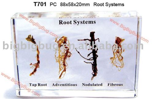T701-Root Systems