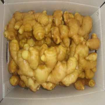 Fresh Ginger
