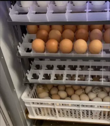Automatic Egg Hatching Machines for Poultry: Chicken, Goose, Duck, and Pigeon Incubators