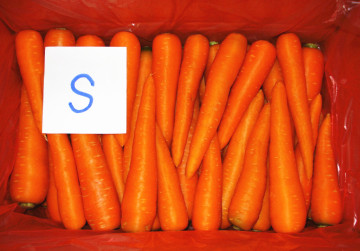Fresh Carrot (2014 New Crop)