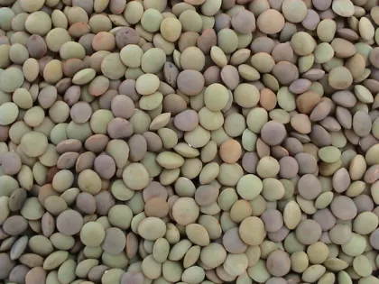 Chinese Lentils/Green Lentils (LT-004)