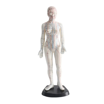 TCM -Lehrmodell: Akupunktur und Massage weibliche Figur - 48 cm Höhe