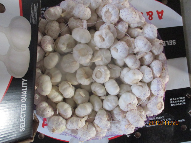 Best Quality Pure White Garlic