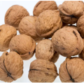 Nueces crudas de bajo precio al por mayor y núcleos orgánicos de Xinjiang