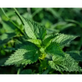 Herbal Extract Nettle Root&Leaf Extract /Urtica Urtica Fissa E. Pritz. Extract