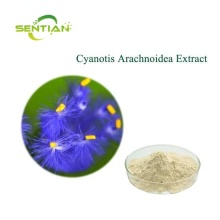 Cyanotis arachnoidea extract Ecdysone Ecdysterone powder
