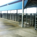 Cattle abattoir lairage