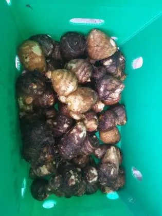 Fresh Taro in Anqiu Weifang