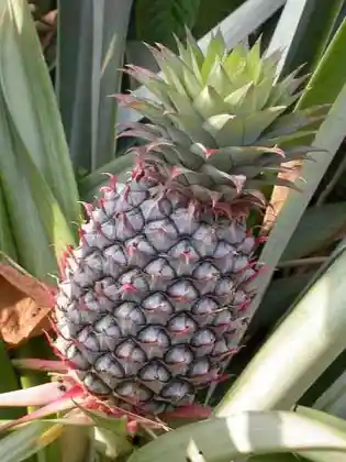 Fresh Pineapple