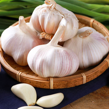 Newest Cropped High quality Purple Garlic price