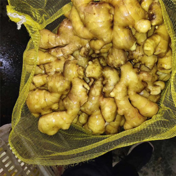 2018 high quality fresh ginger