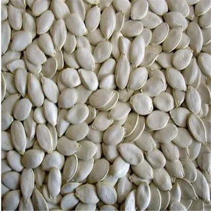 Organic Natural Dried Bulk Pumpkin Seeds