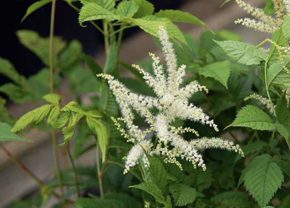 Black Cohosh Extract Supplier