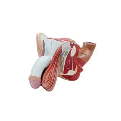 DARHMMY School Medical Teaching 4-Part Male Genital Anatomical Model for Science Education