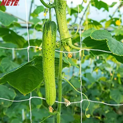 Environmental Beautification Plant Climbing Net