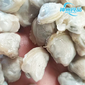 Premium IQF gekochtes Süßwasser-Flussmuschelfleisch