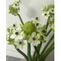 Ornithogalum Arabicum زهور الحشو المجففة