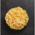 Ядомыя грыбы Tremella з высокім ураджаем жэлаціну