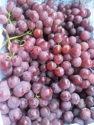 Hot Sell Fresh Sweet green grape wholesale sweet green fresh grapes