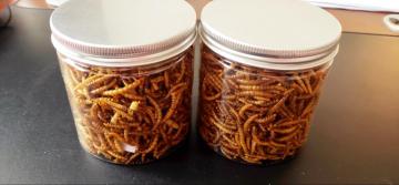 high protein from the mealworms