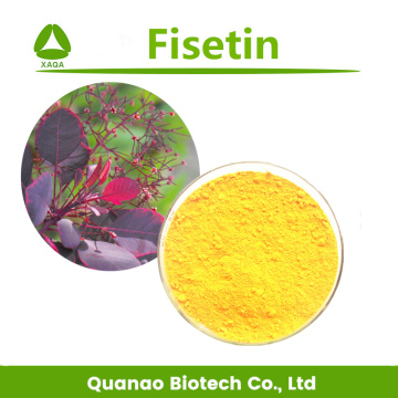 Pharmaceutical Smoke Tree Extract Fisetin 98% HPLC Powder