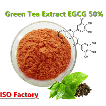 Poudre EGCG d&#39;extrait de thé vert antioxydant naturel