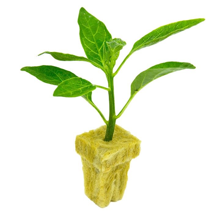 Skyplant Indoor Hydroponic Rockwool Cubes With Hole