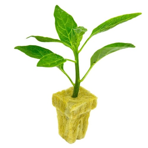 Skyplant Hydroponic Grow media rockwool cresce cubos