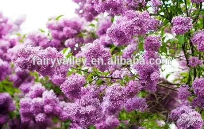 2014 high quality lilac tree seeds for growing